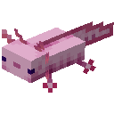 美西螈 (Axolotl)